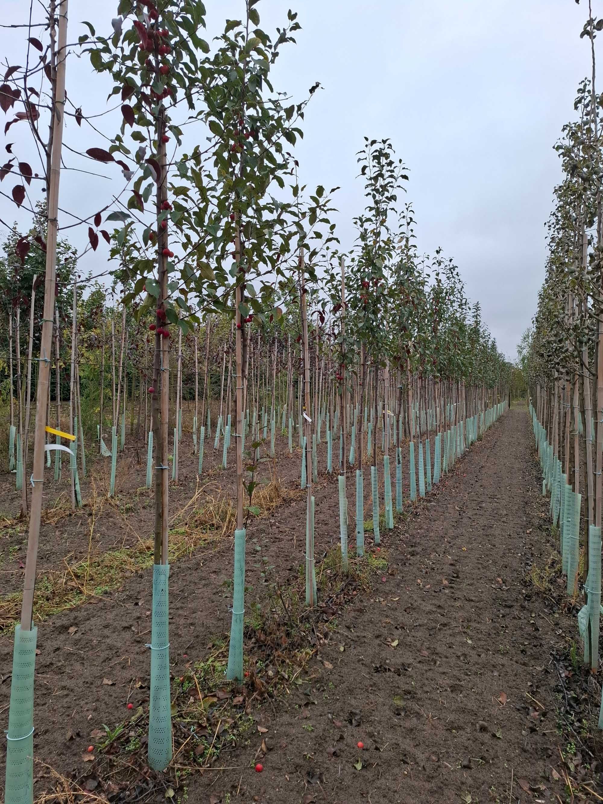 Jabłoń ozdobna Ola Royalty Profusion Red Sentinel , Malus