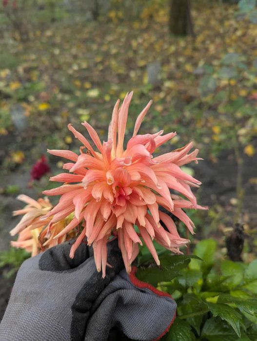 Георгіна або Жоржина