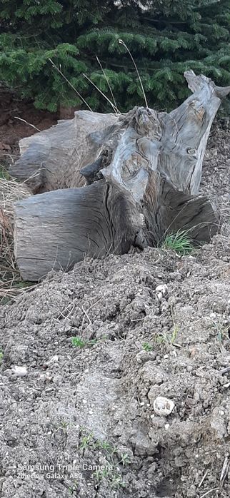 Korzeń do ogrodu