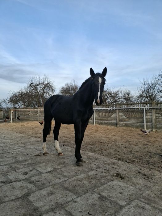 Konie Śląskie klacz