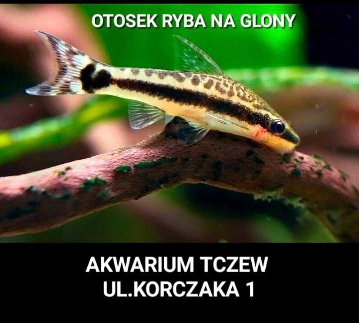 Otosek przyujściowy na glony ul Korczaka 1 Akwarium Tczew