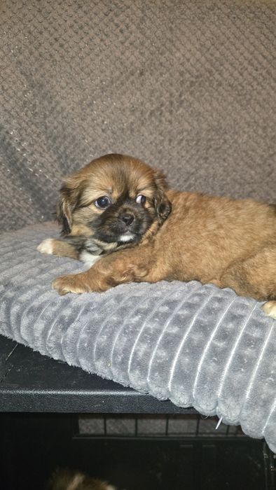 Suczka shih tzu brązowa