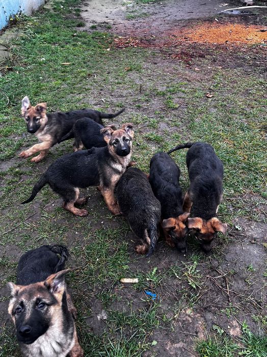 Цуценята Німещької вівчарки