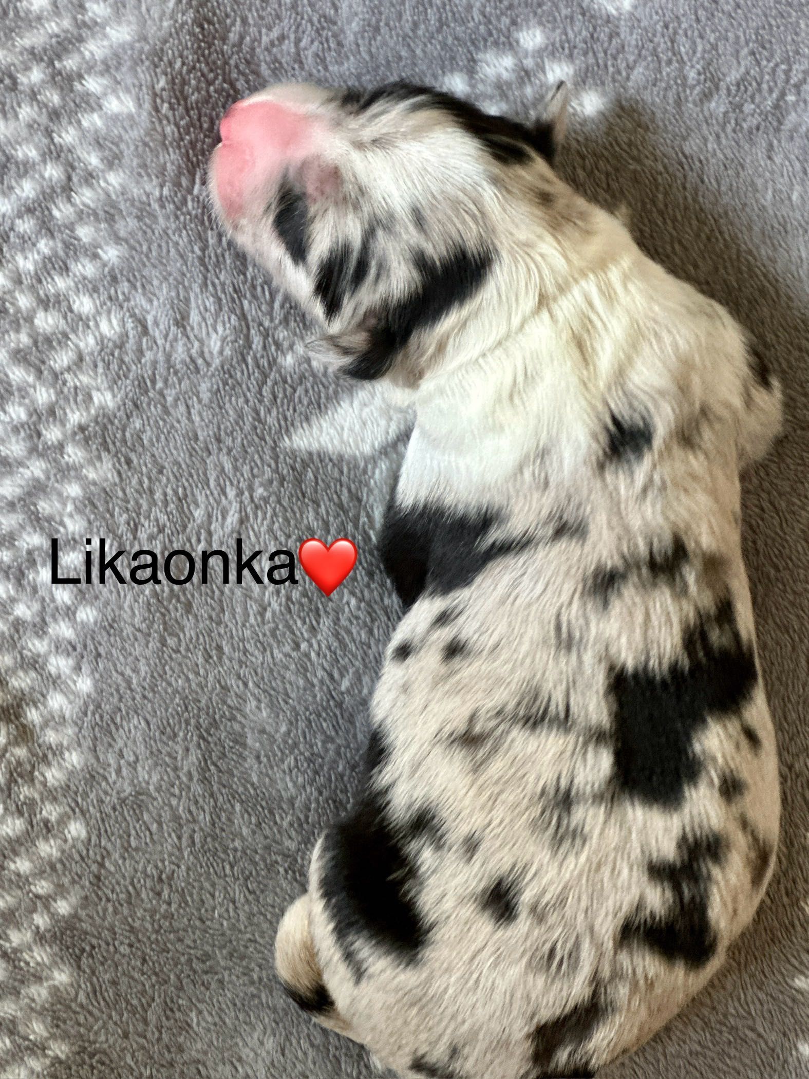 Border Collie /ZKwP /FCI