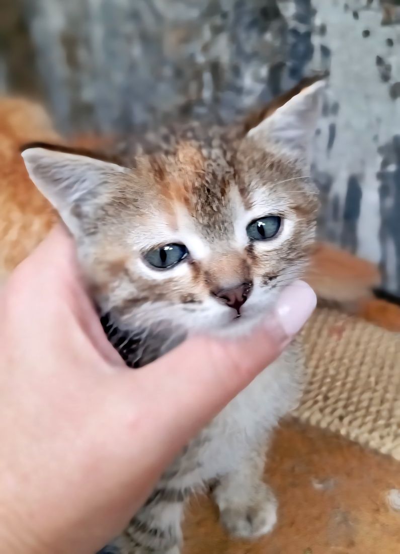Красивых котят отдам в хорошие руки!