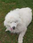Śliczna suczka samojed
