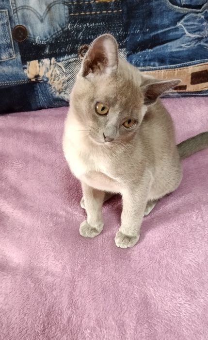 Кошенята породи бурма блакитні чудові хлопчики котики