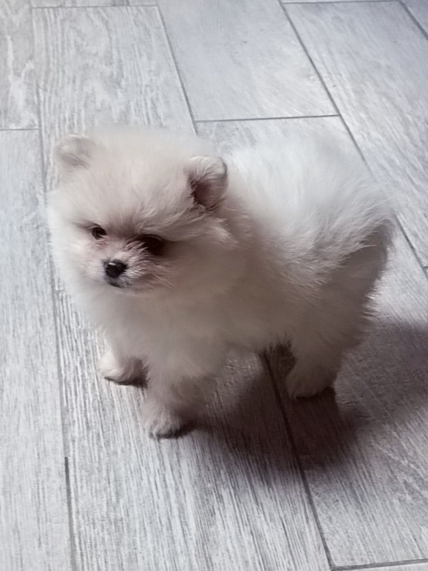 Pomeranian suczka "boo"