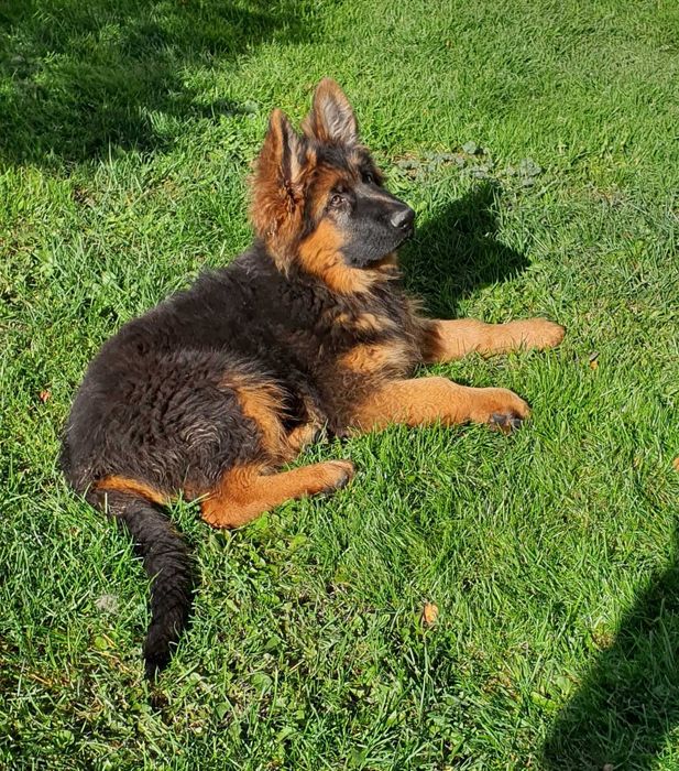 Owczarek Niemiecki Długowłosy-Suczka