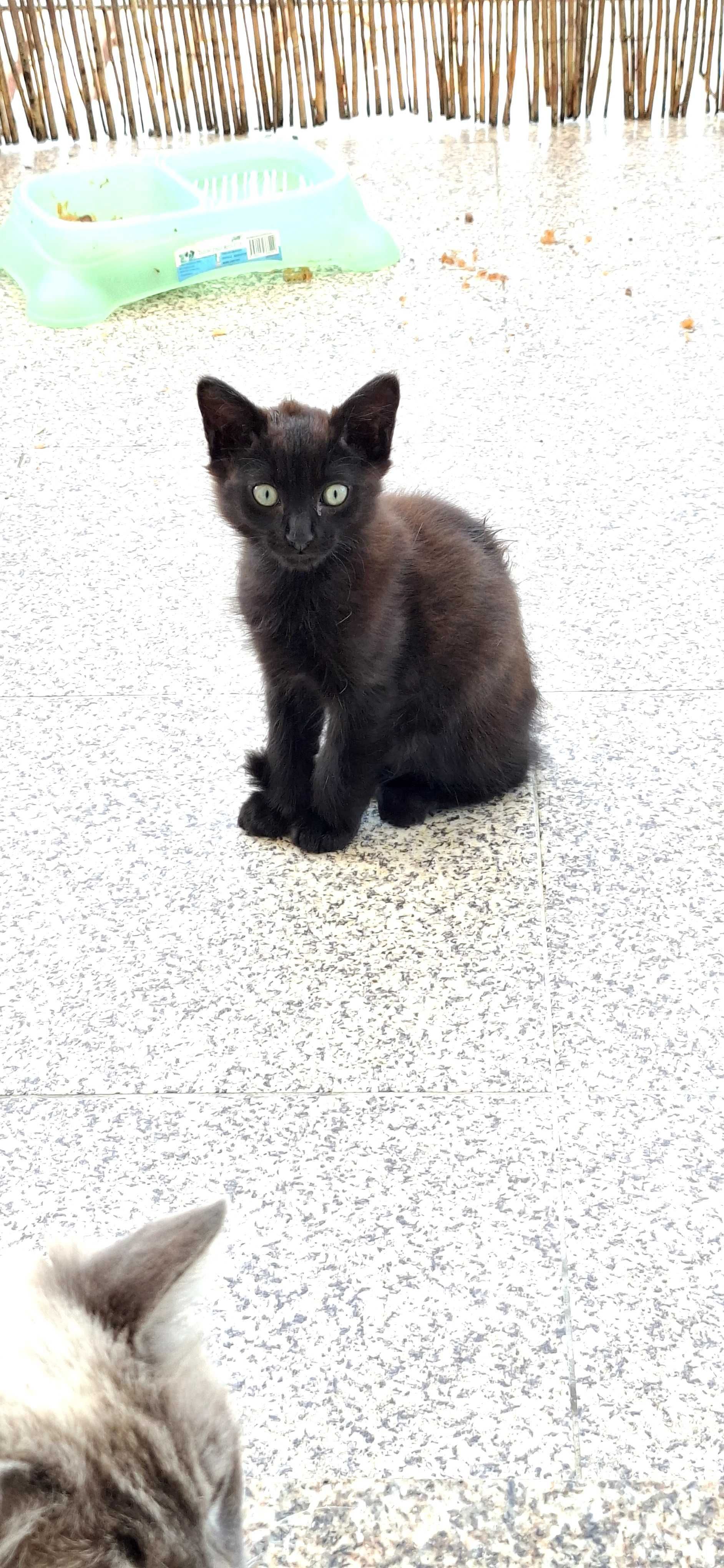 Gatos para doação