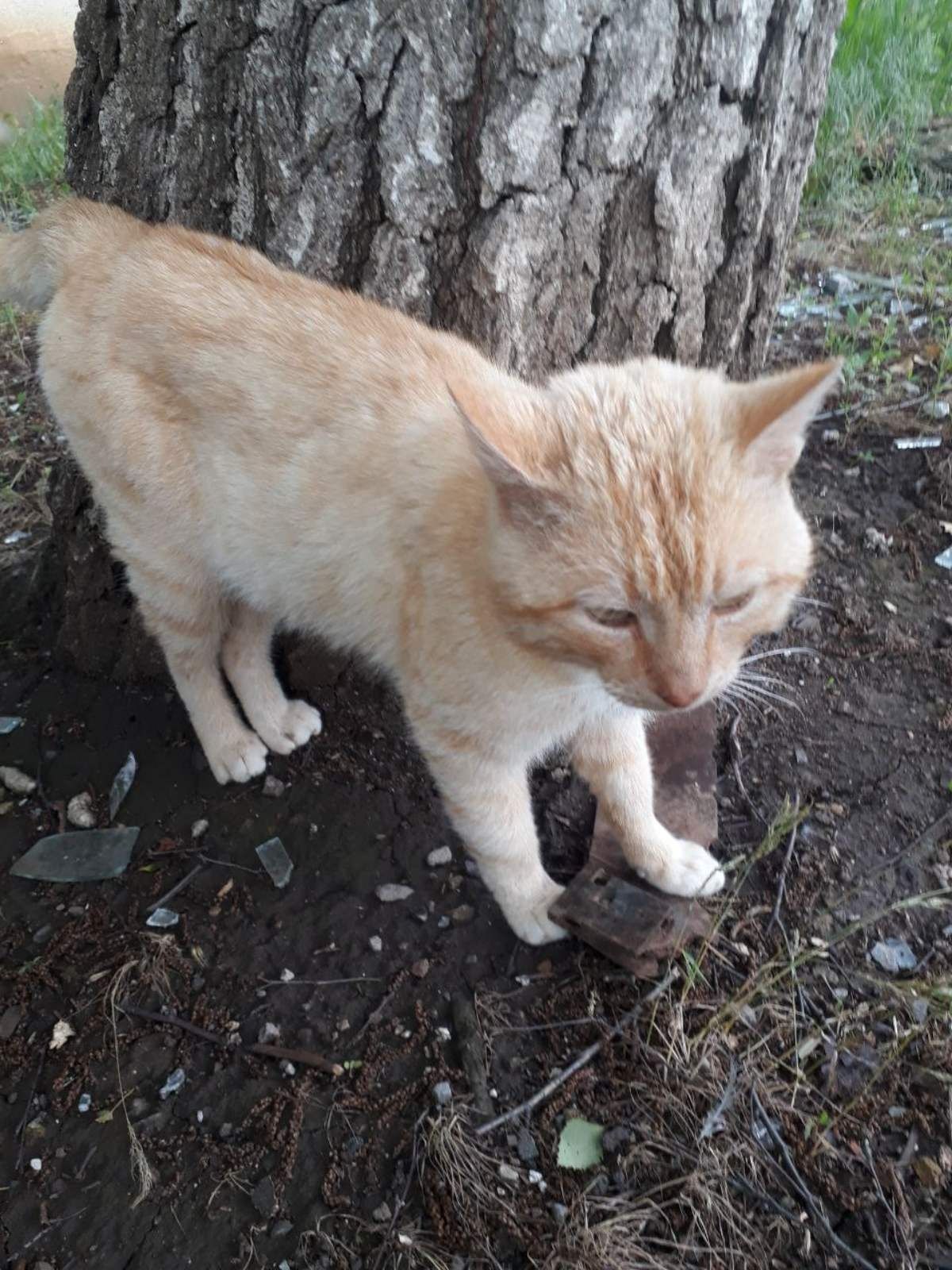 Отдам даром в добрые руки котиков