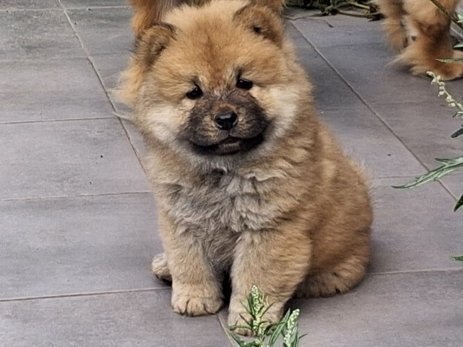 Chow chow miś z rodowodem