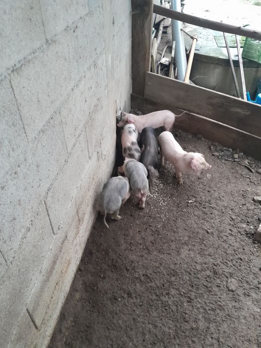 Vendo leitoes bisaros
