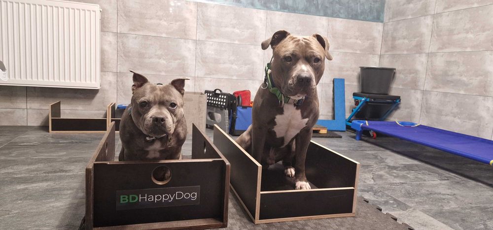 Trener psów Krynica-Piwniczna-Nowy Sącz Szkolenie psów