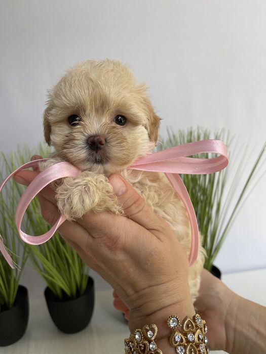 VIP Мальтипу F1  — Ваша майбутня подружка або друг вже чекає