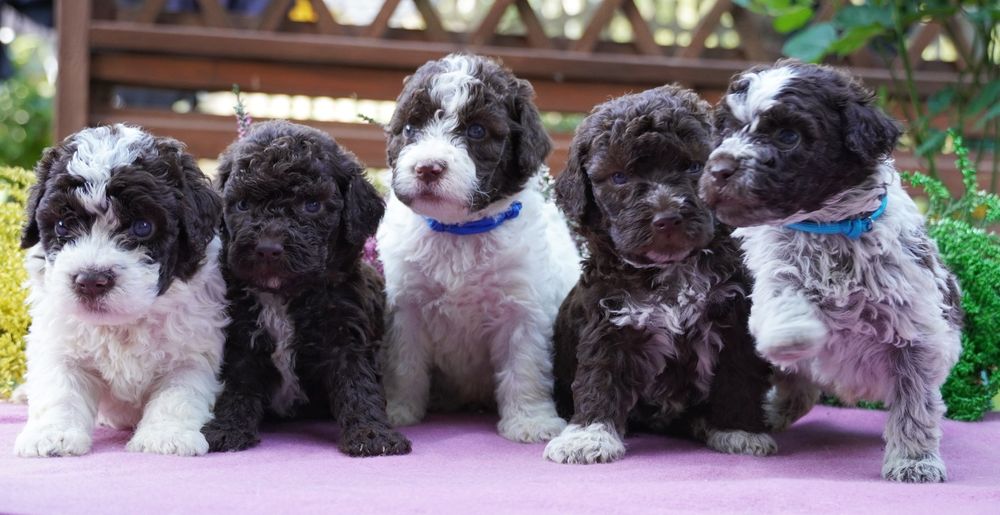 Lagotto Romagnolo-piękny  biało-brązowy piesek ZKwP/FCI