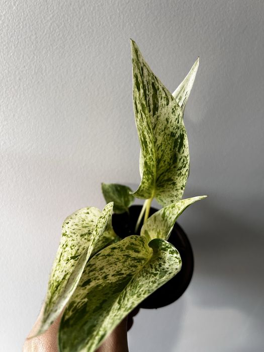 Epipremnum Snow Leopardo