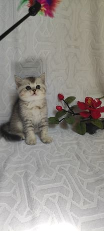 Котята шотландские