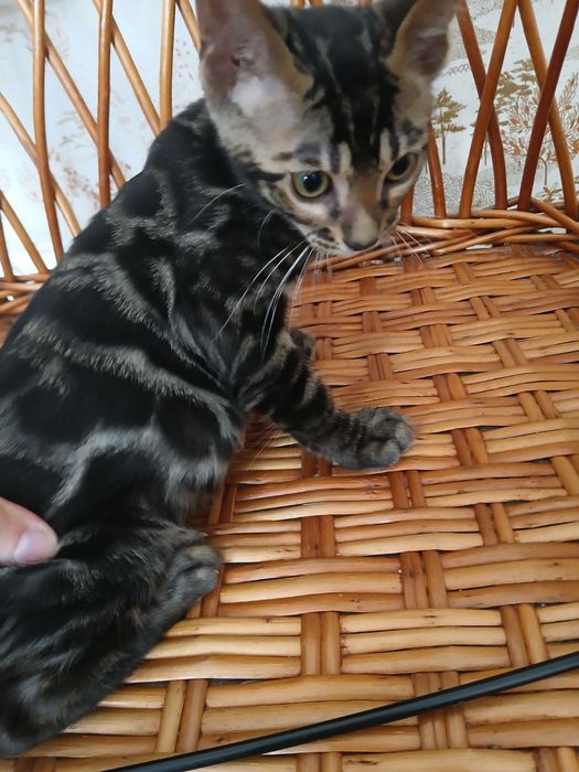 Шикарный бенгальский котик 3 мес