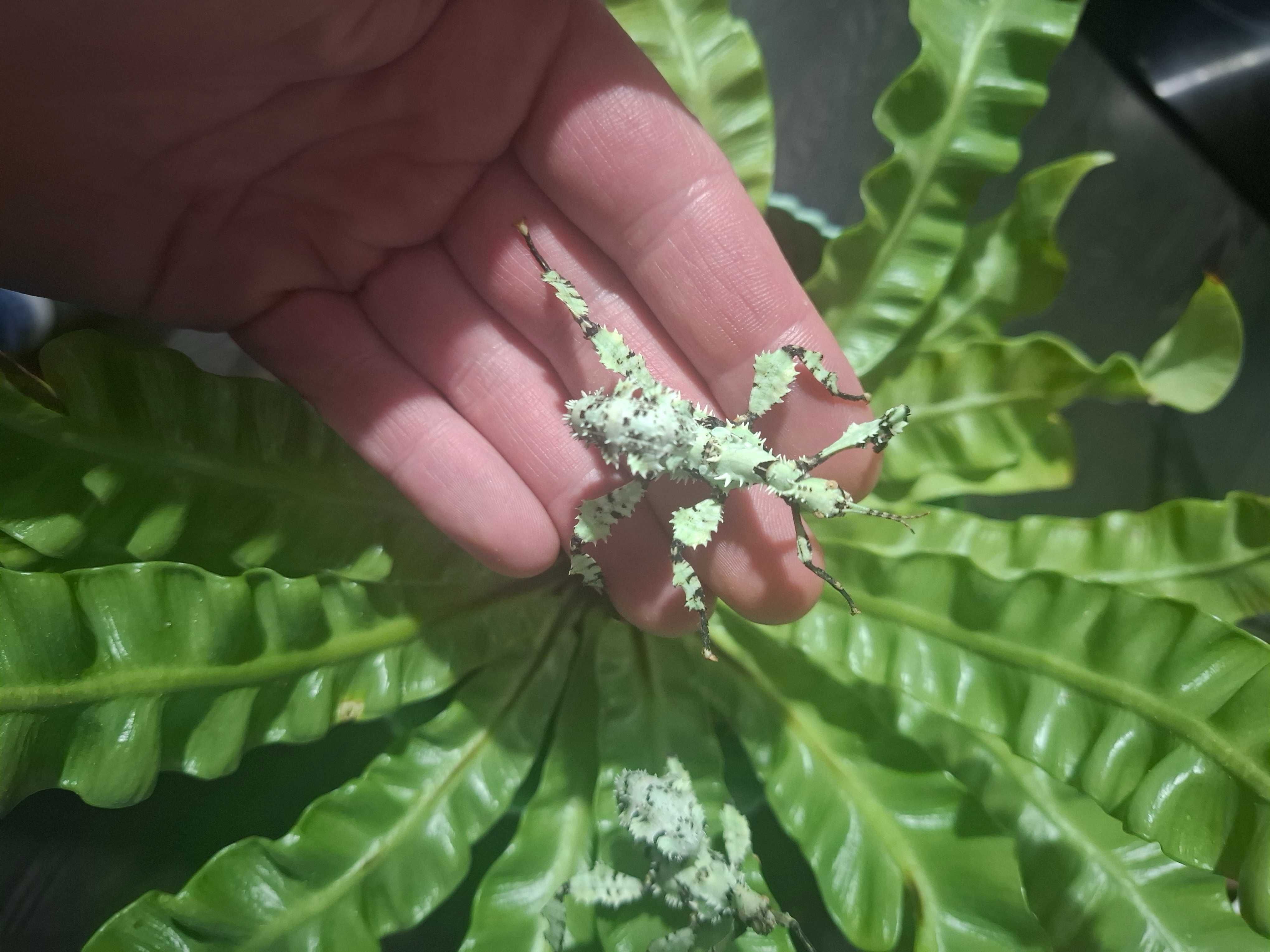 Straszyk australijski Lichen morph