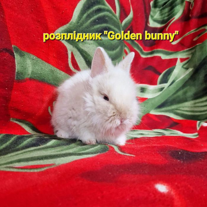 Гарнюній хлопчик шиншилового окрасу