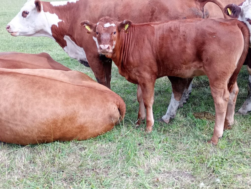 Ciałuszeczki na sprzedaż plus 1 byczek