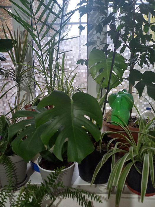 Монстера, фікус робуста, фвкус Бенджаміна, сансевиерия лауреті.