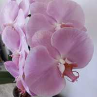 Орхідея фаленопсис крупноцвіт