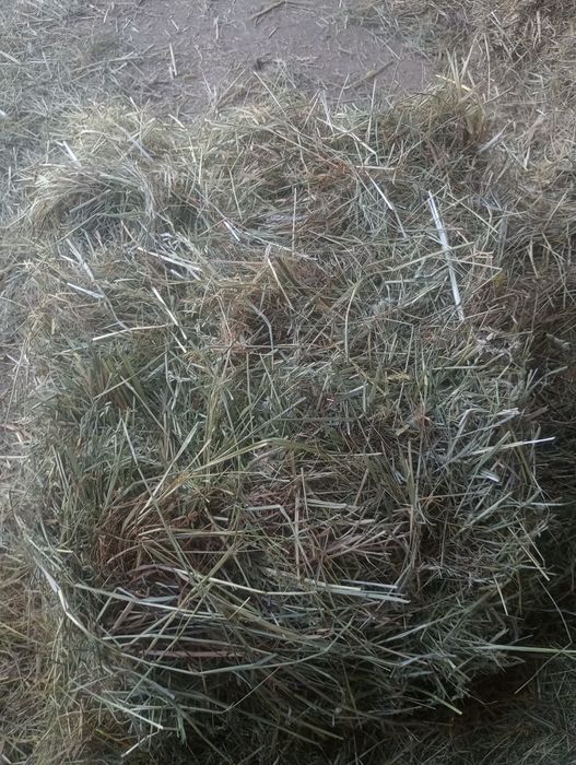 Sprzedam siano w kostkach