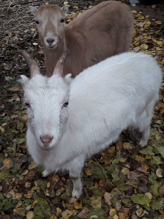 Кози породисті. Ламанчі