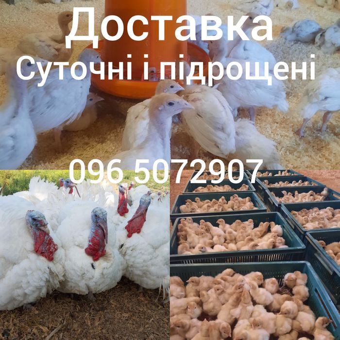 Індичата Біг-6 ПІДРОЩЕНІ суточні