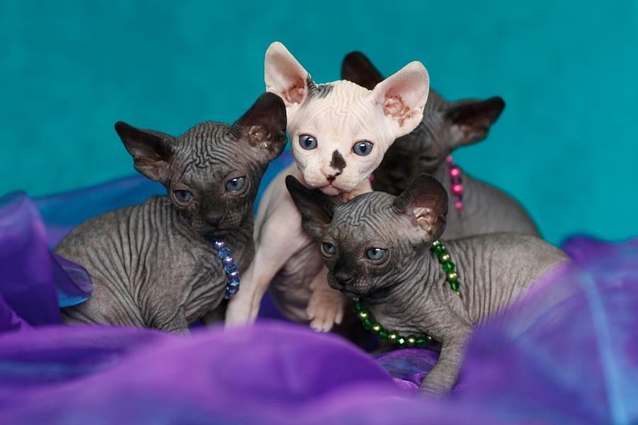 Sfinks Sphynx • Misz Masz • NAJWIĘKSZy PRZYTULANEK W-wa Mokotow
