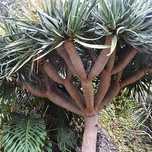 Dragoeiro planta