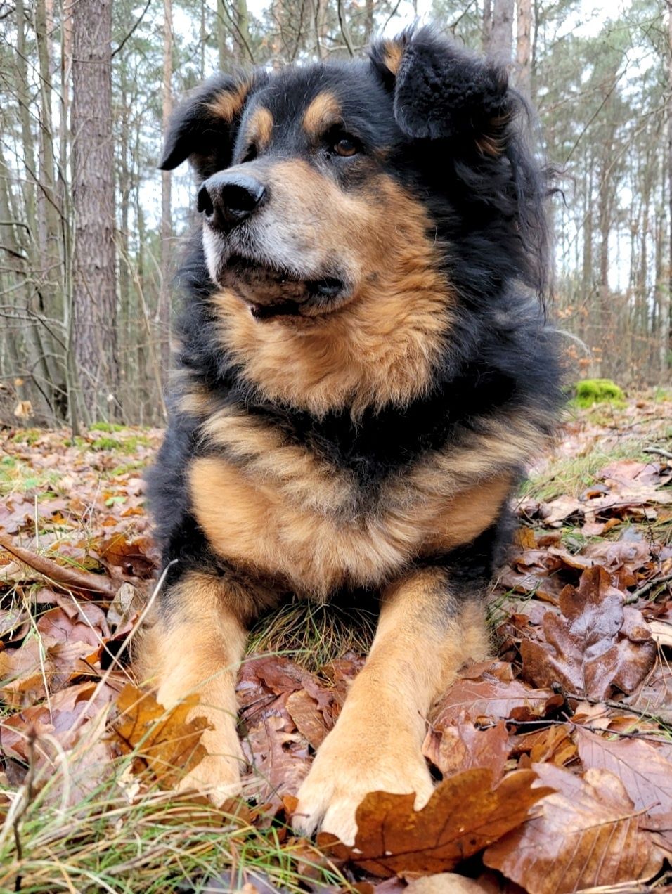 Duży, spokojny do adopcji / dowóz do nowego domu