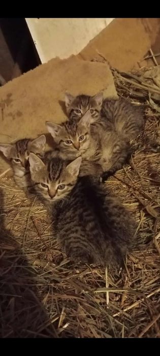 Oddam kotki w dobre ręce