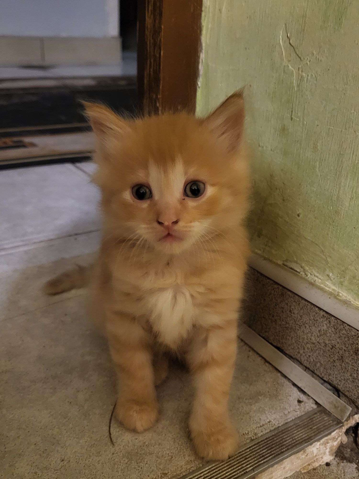 Віддамо в хороші руки кошенят