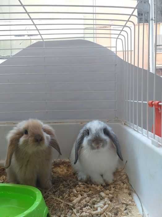 Coelhos Anões Mini Loop , Orelhudo , Belier