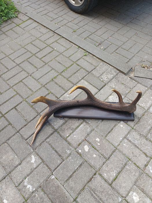 Róg jelenia na desce