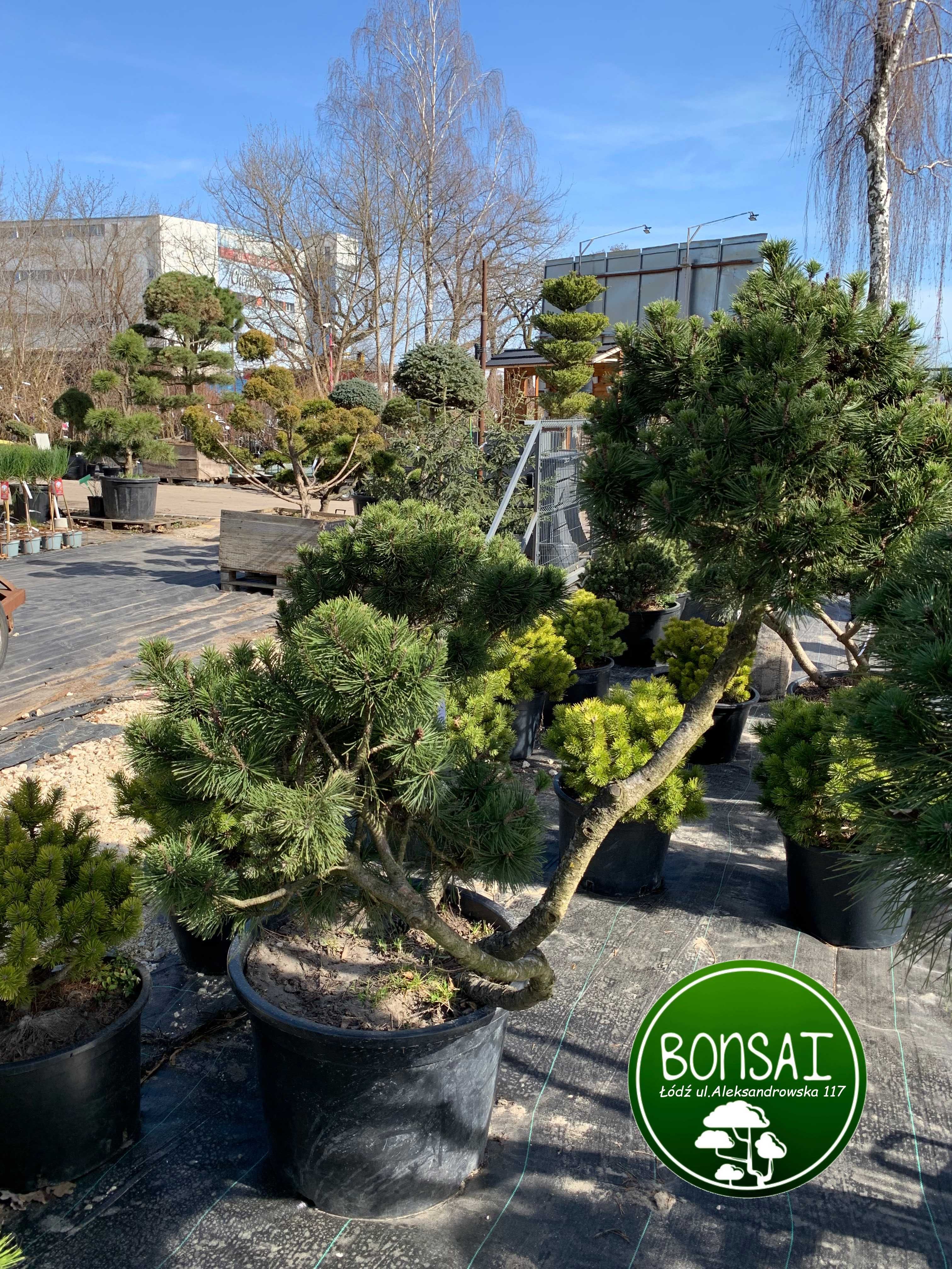 Bonsai Sosna Czarna