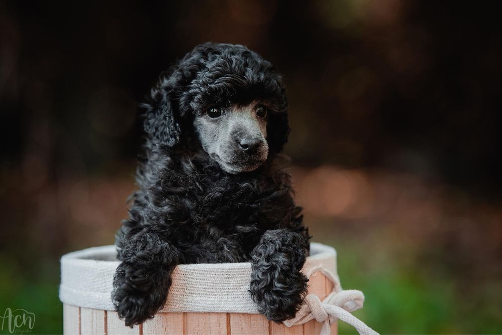 Przepiękna piesek  pudel toy / mini srebrny