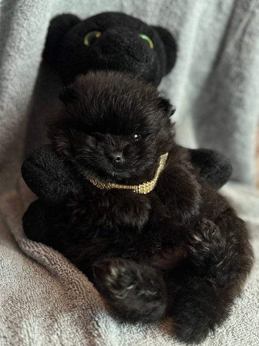 Чорні та кремові цуценята шпіц