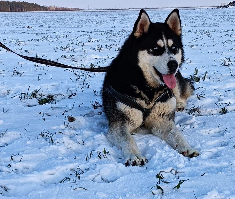 Zapowiedź miotu szczeniaczków Siberian husky.