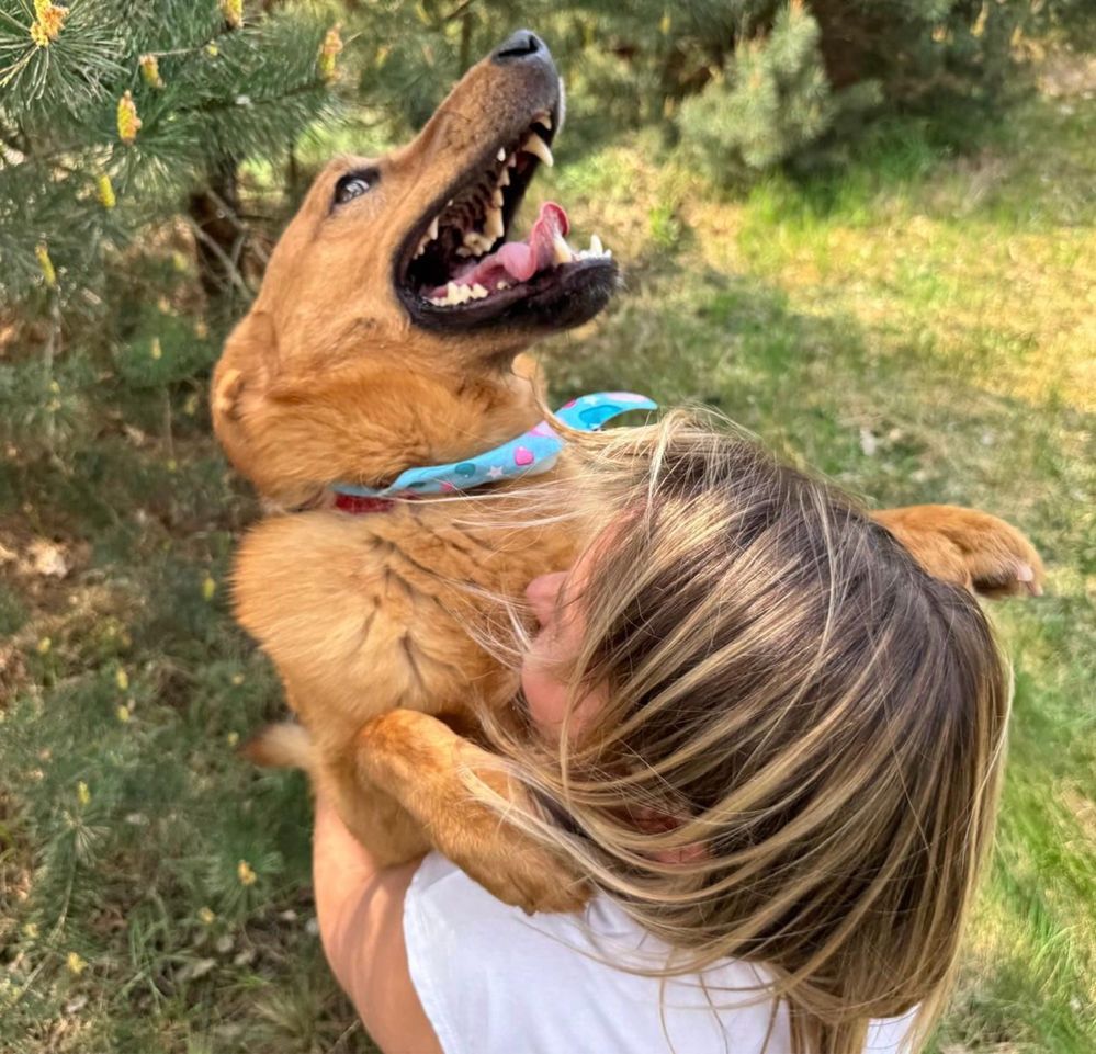 Vigo, troszkę lessie troszkę kundelek - pies do adopcji