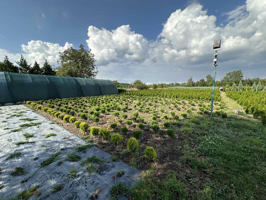 Туя даніка міріам 30 см.