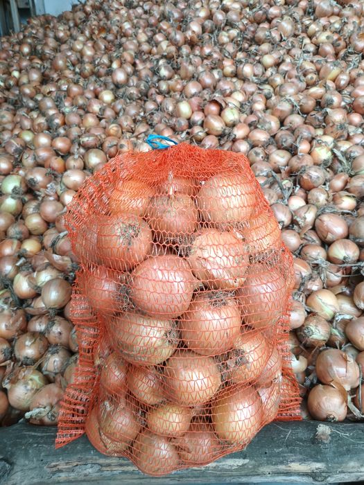 Sprzedam cebulę na worek z dowozem