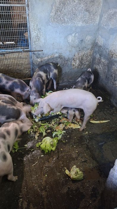 porcos  ( Leitão )
