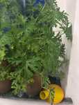 Geranium Anginka duża roślina na sprzedaż