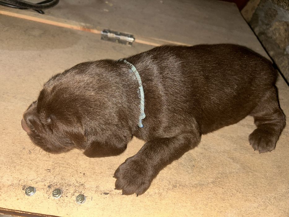 Labrador chocolate