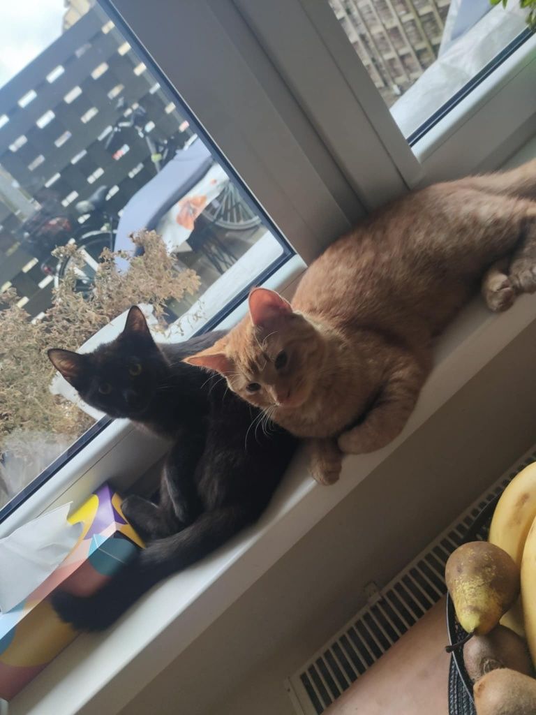 Czarna Kotka do Adopcji, dom niewychodzący, obowiązkowa kastracja