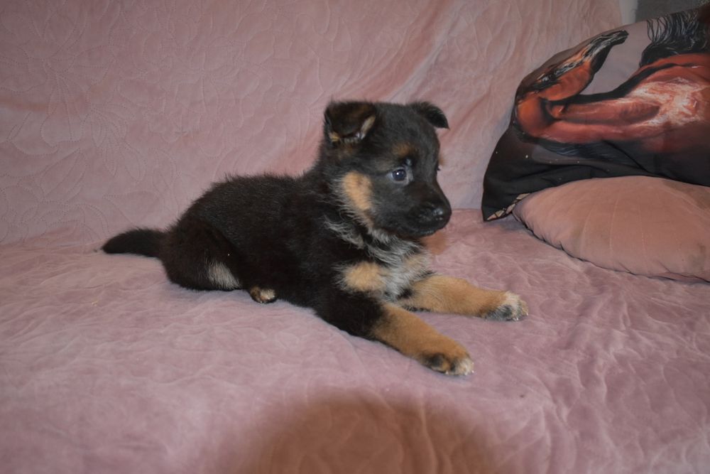 Suczka owczarek niemiecki szczenie